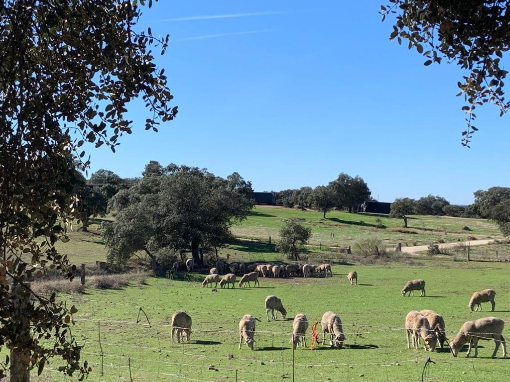 Casa Rural "El Carrasca" El Carrascalejo Dış mekan fotoğraf